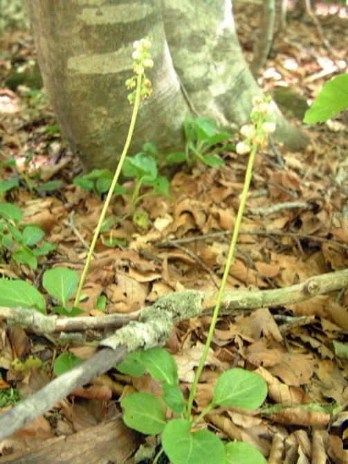 piccola pianta sotto i faggi - Pyrola sp.